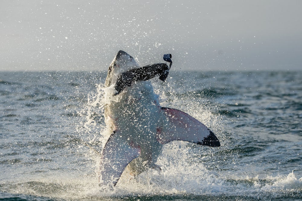 Gran tiburón blanco (Carcharodon carcharias) saltando en un ataque. Caza de un gran tiburón blanco (Carcharodon carcharias). Sudáfrica