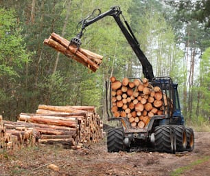 The harvester working in a forest. Renewable resources theme.