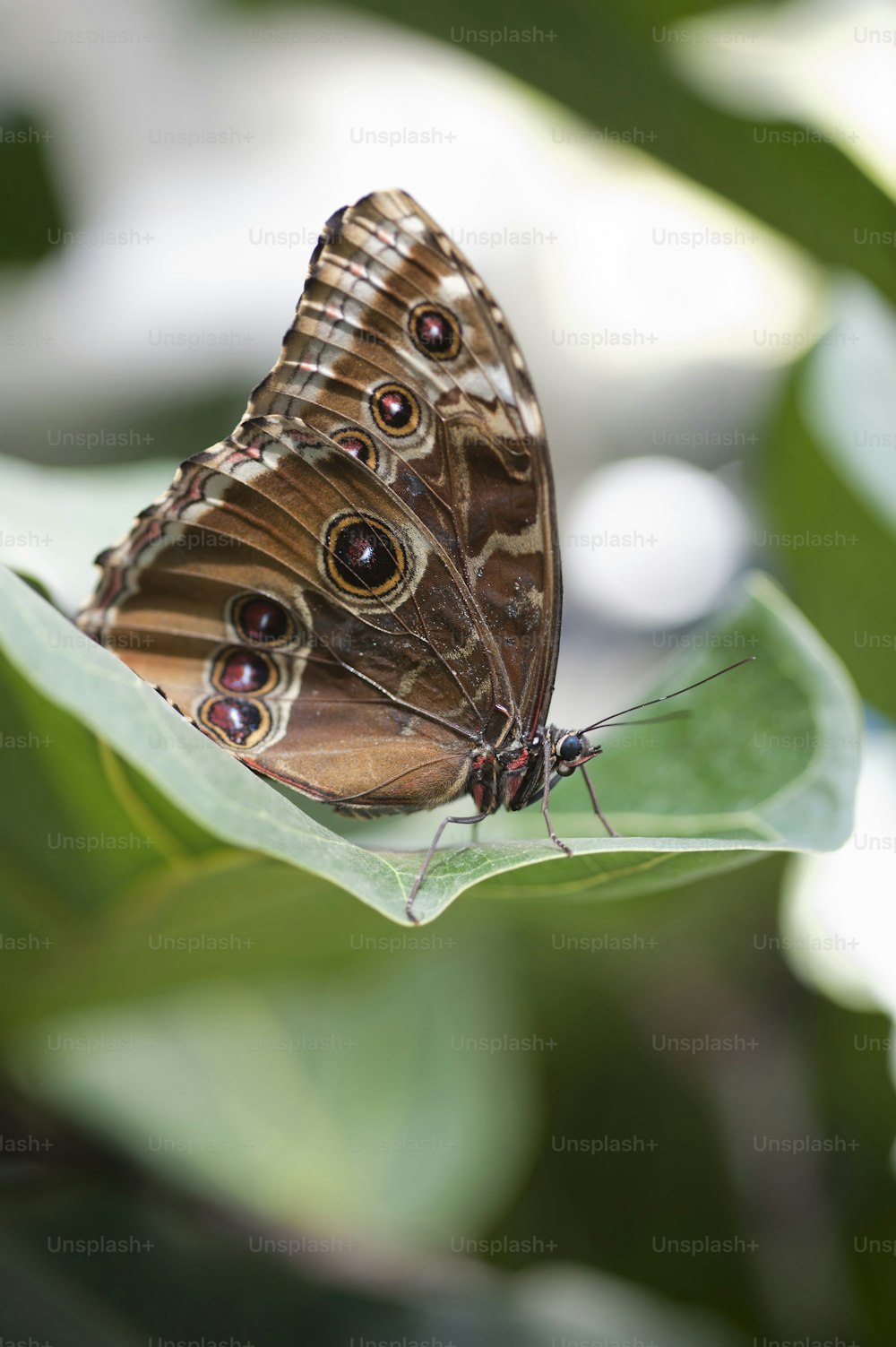 Achilles Morpho butterfly profile on green leaf