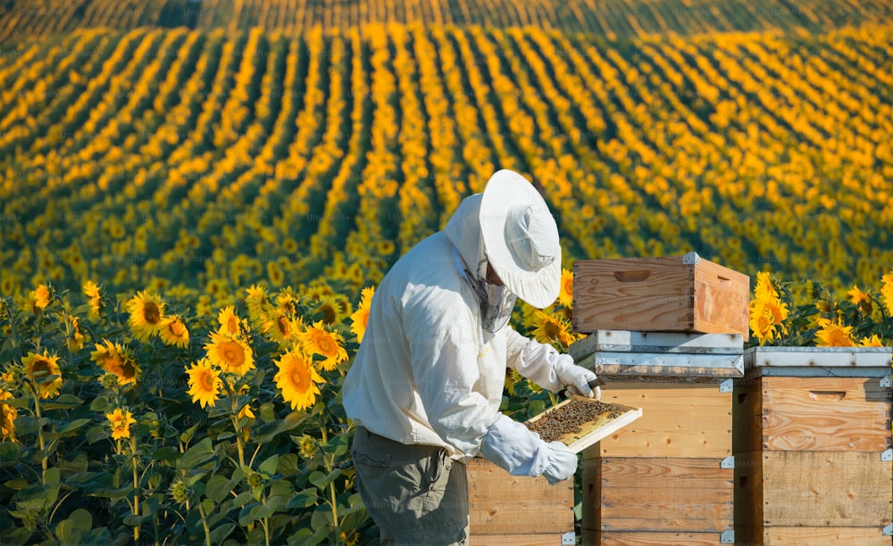 ヒマワリ畑で働く養蜂家