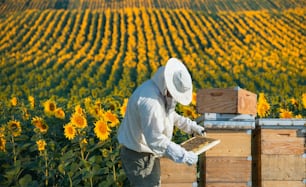 Beekeeper working in the field of sunflowers