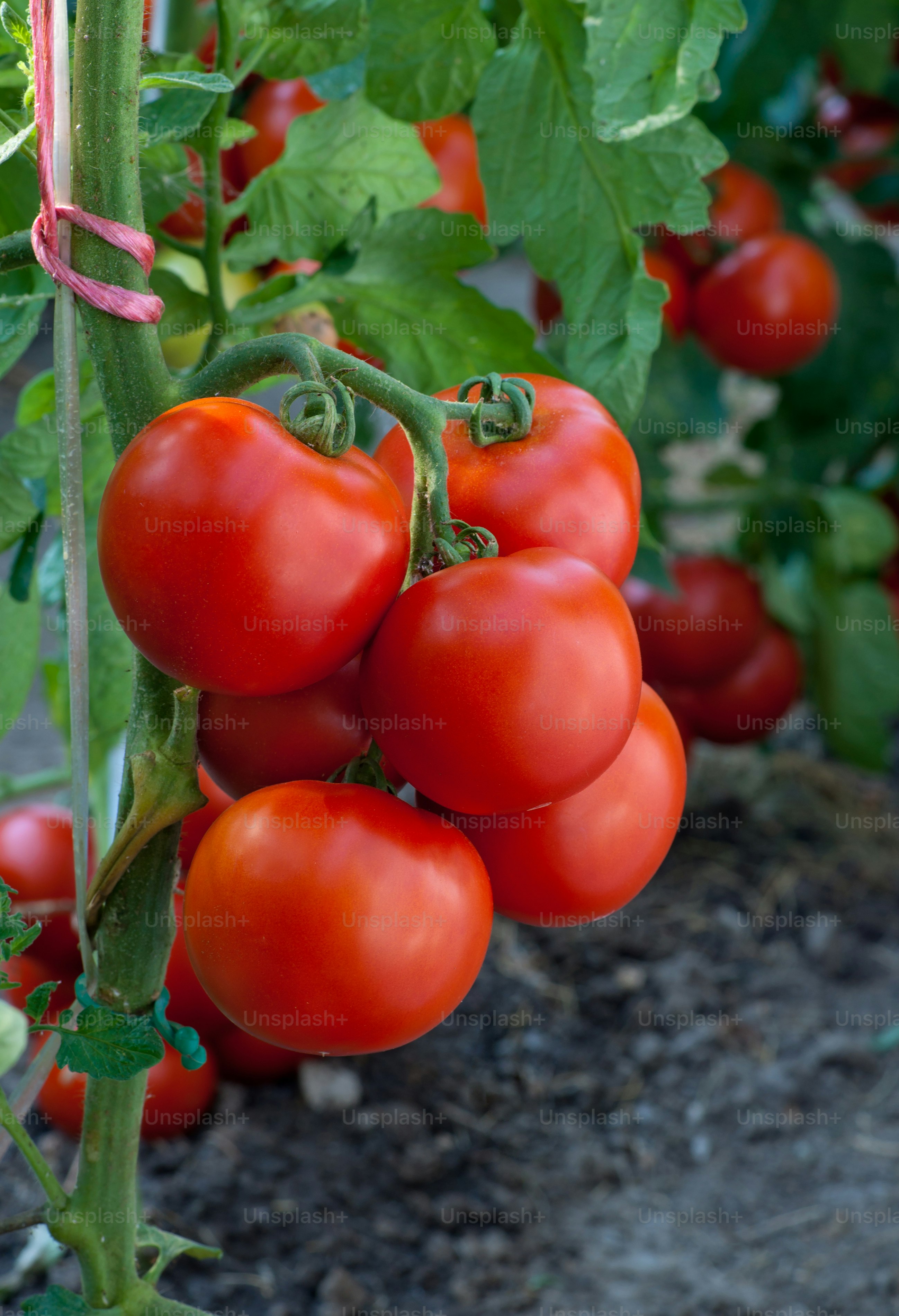 ripe tomato