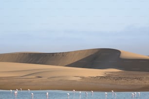 Flamingo at the Walvis Bay wetland.