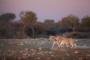 Zebra correndo ao entardecer