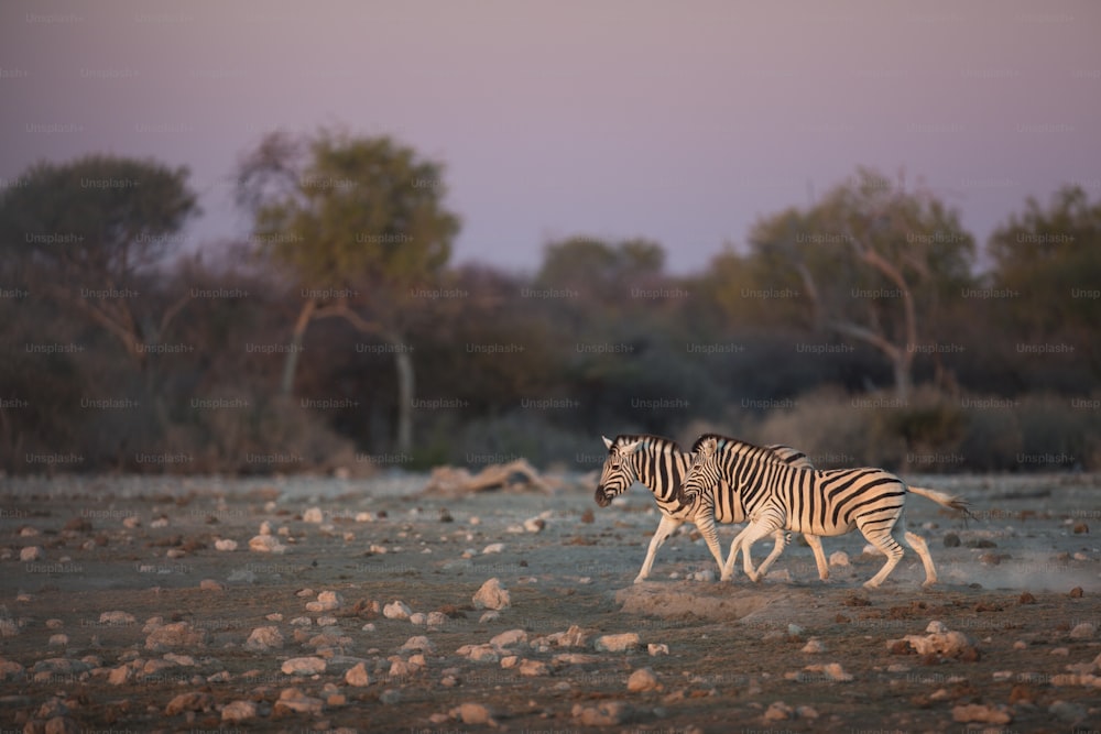 Zebra's running at dusk