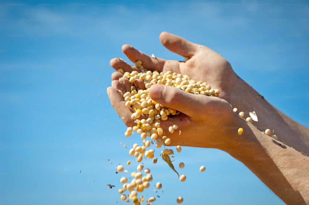 Mani umane che versano semi di soia dopo il raccolto