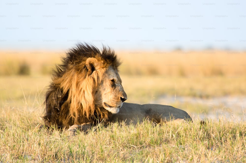 Lion in the bush veld