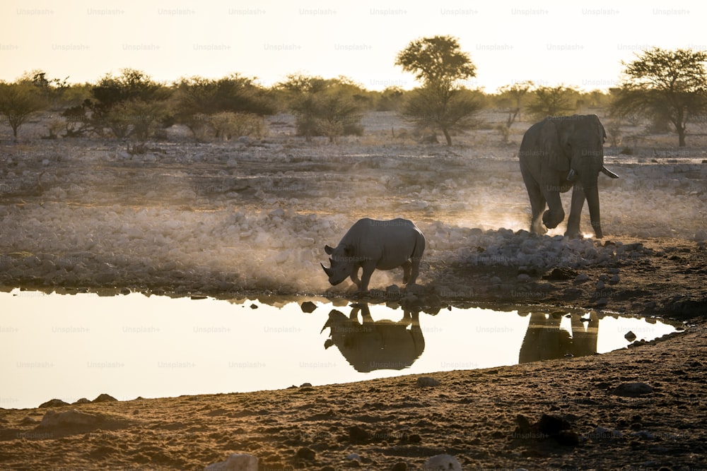 Rinoceronte en un pozo de agua al lado y elefante