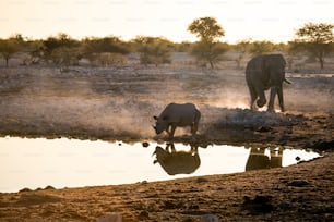 Rhino at a water hole along side and elephant
