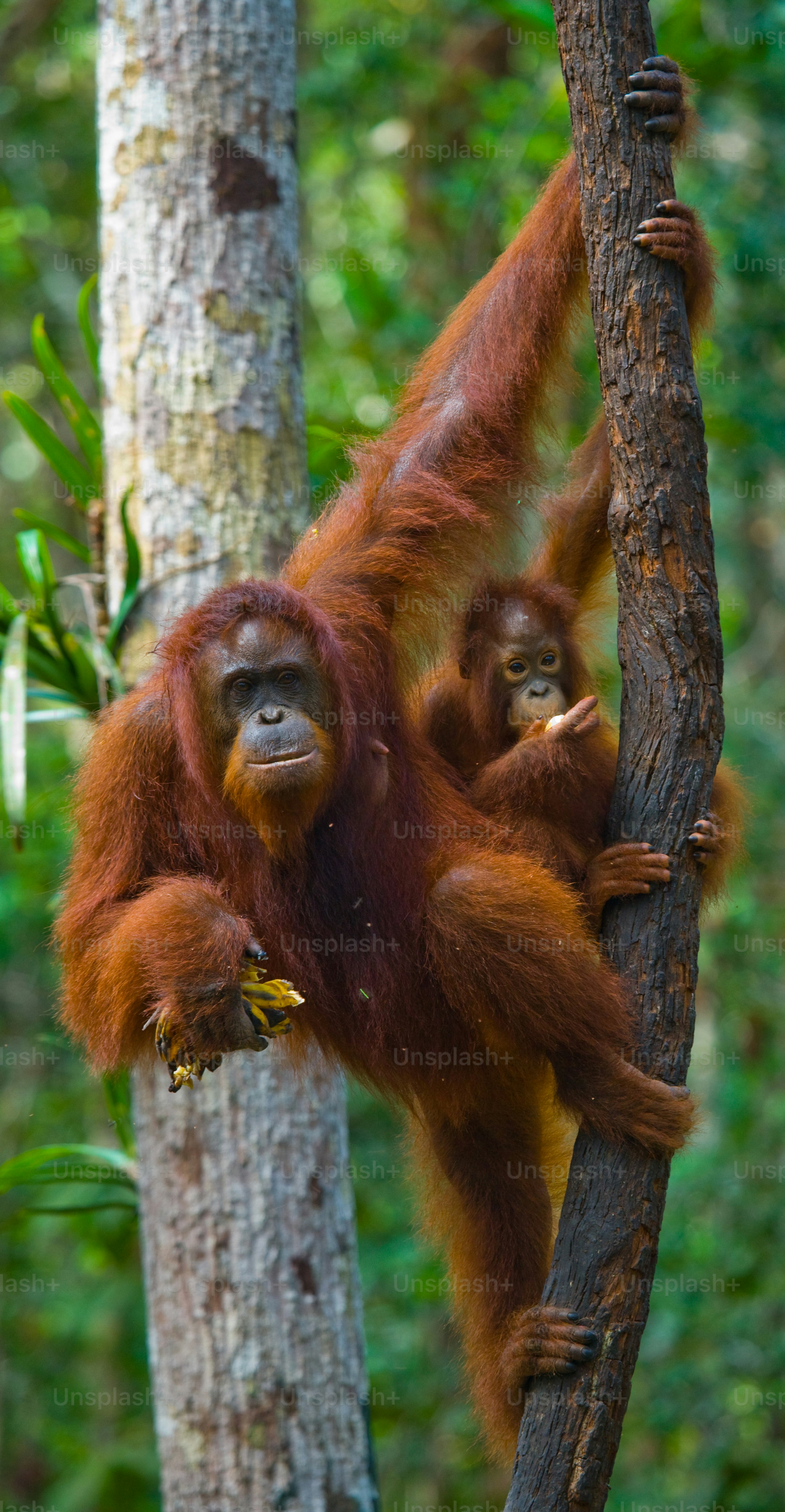 The female of the orangutan with a baby in a tree. Indonesia. The island of Kalimantan (Borneo). An excellent illustration.