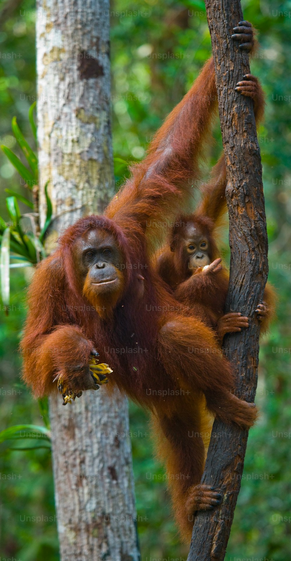 A fêmea do orangotango com um bebê em uma árvore. Indonésia. A ilha de Kalimantan (Bornéu). Uma excelente ilustração.