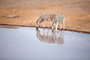 Água potável de zebra