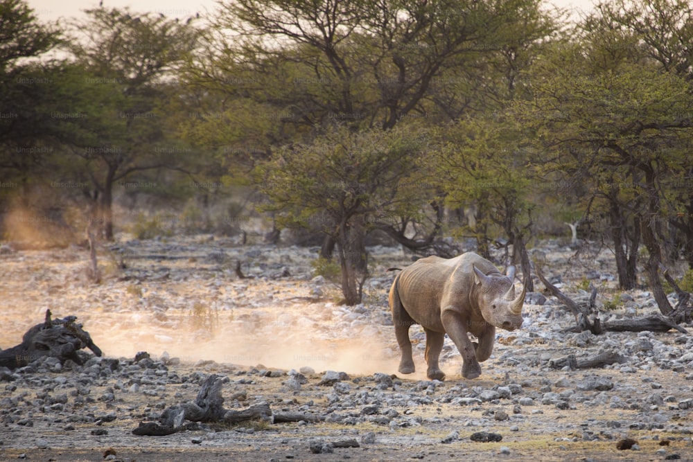 에토샤 국립공원의 검은 코뿔소