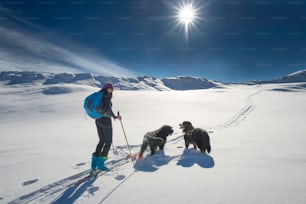 Fille solitaire dans les montagnes avec ski de randonnée et deux chiens sur les Alpes