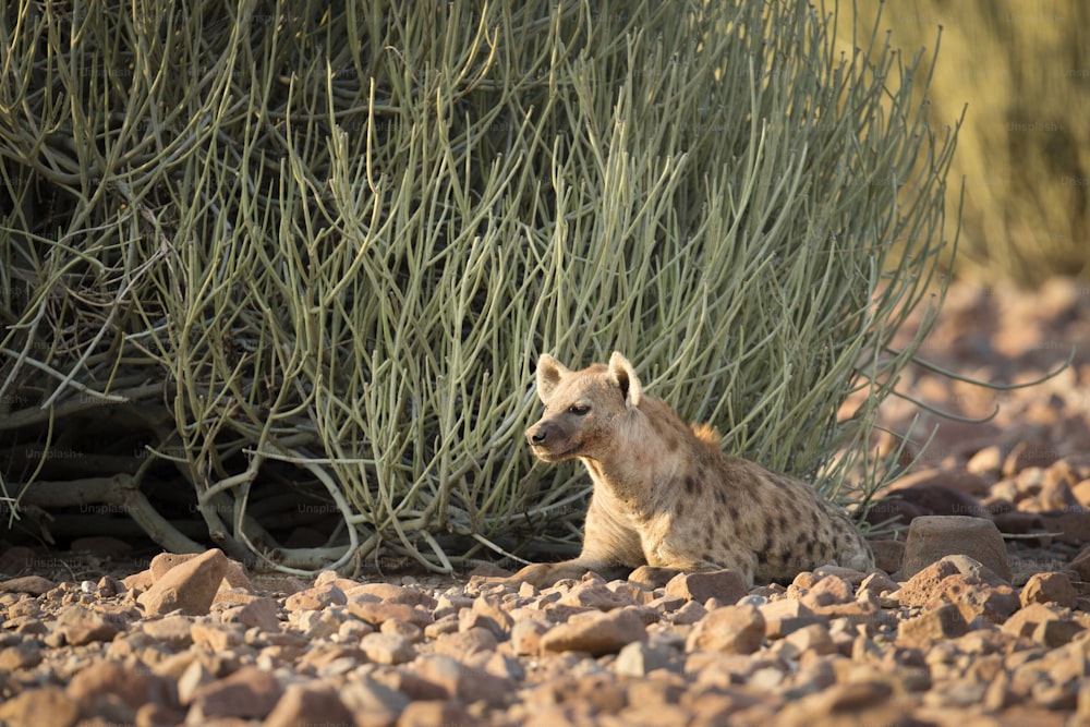 Una iena nella concessione di Palmwag, Namibia.