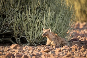 Una hiena en Palmwag Concession, Namibia.