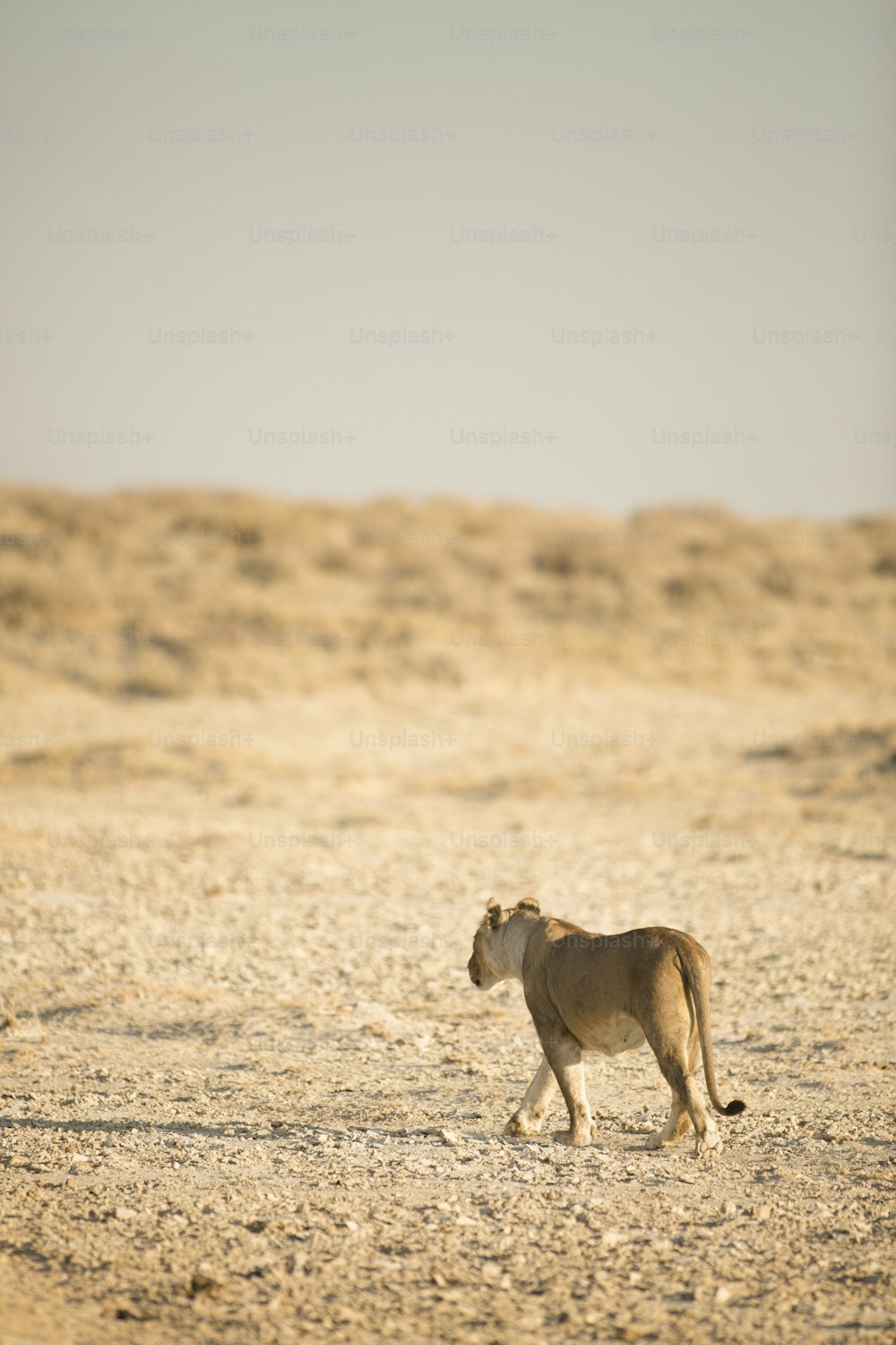 Lion marchant dans le parc national d’Etosha.