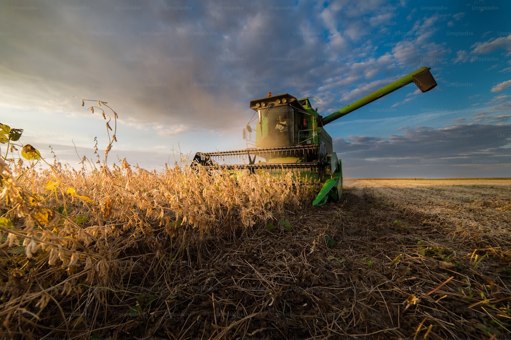 Harvesting of soybean field in sunset