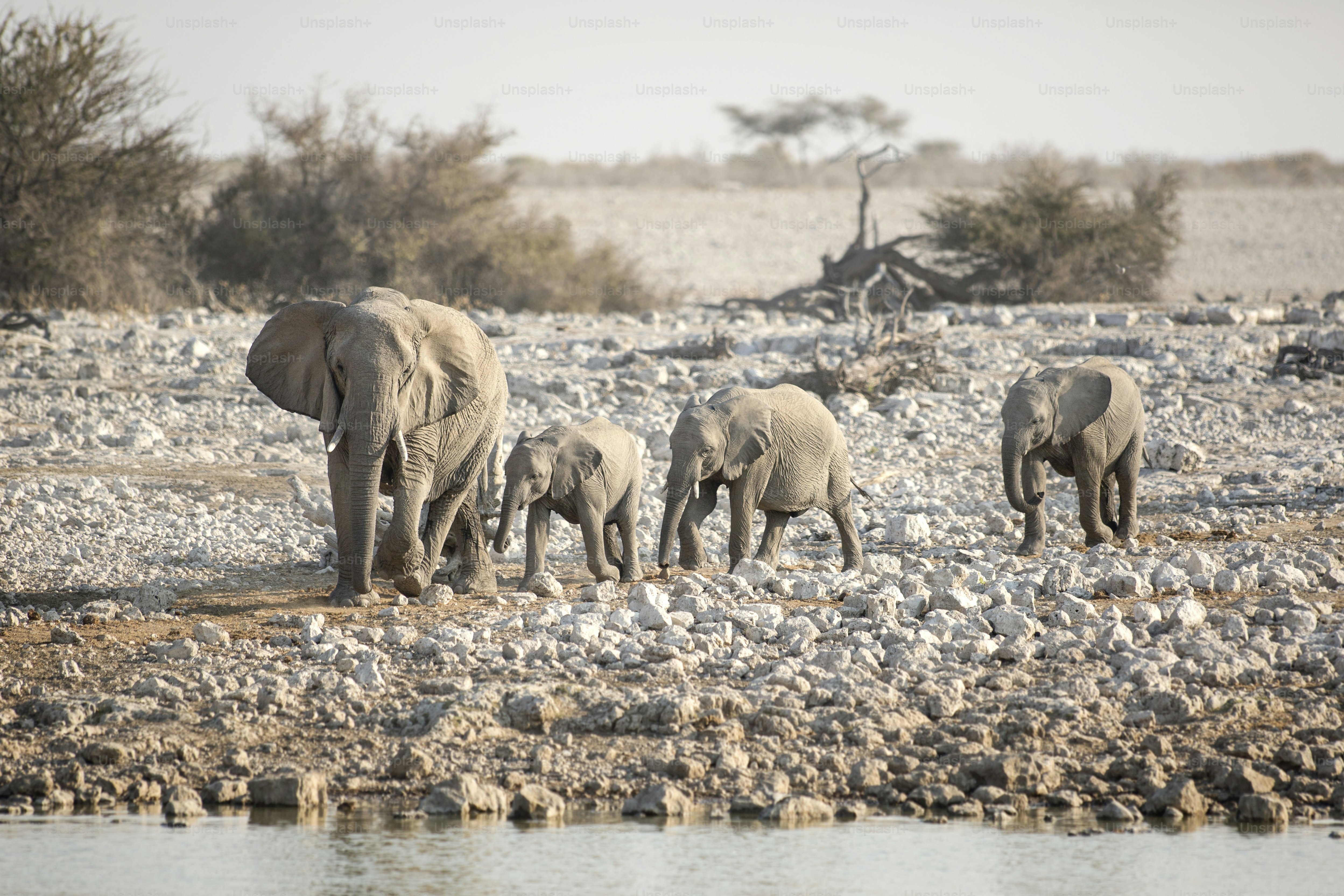 Elefant am Okaukuejo Wasserloch