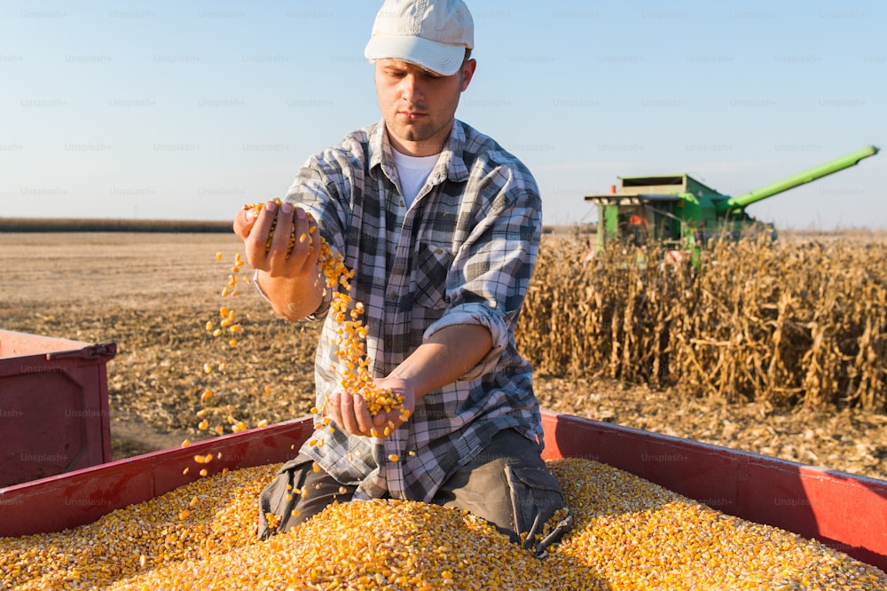 Young farmer holding ripe corns during harvest