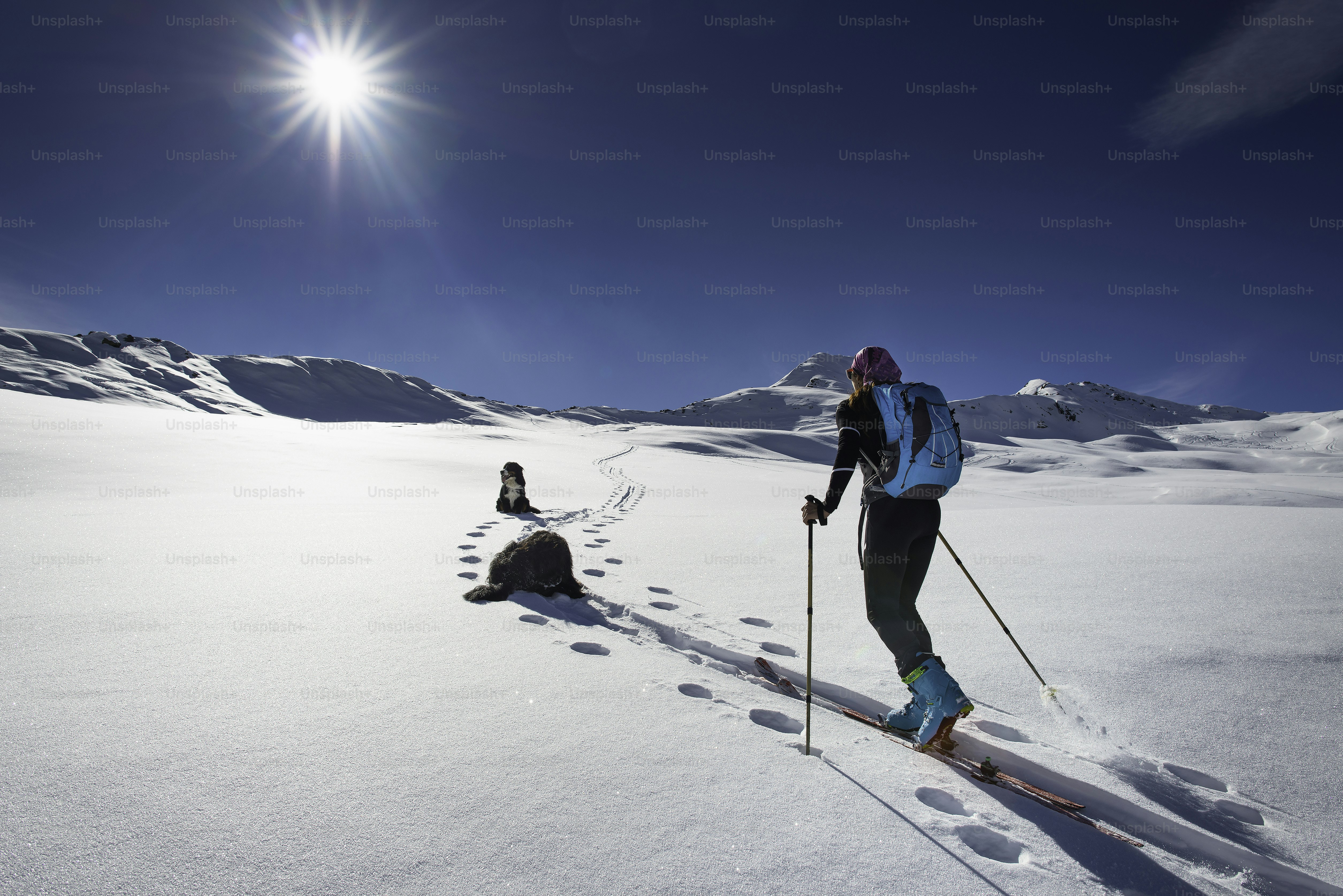 Woman with mountain skiing and climbing two friends dogs walking in snow landscape