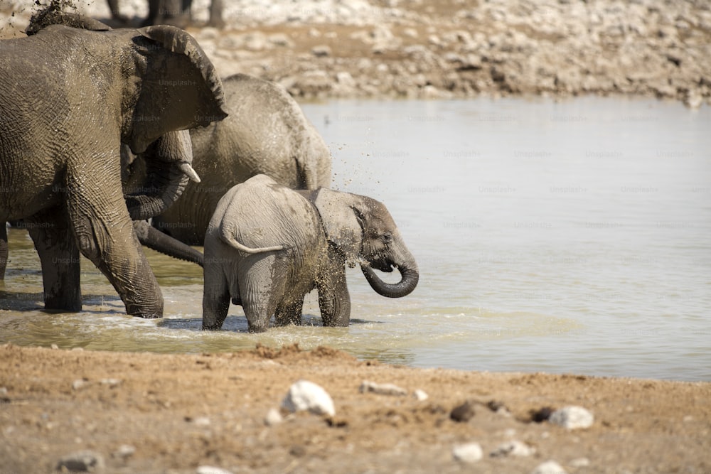 Elefant am Okaukuejo Wasserloch