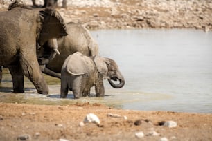 Elephant at the Okaukuejo water hole