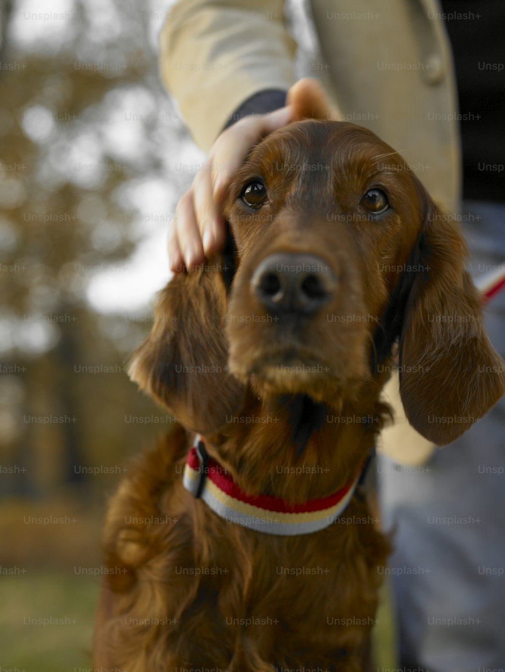 un chien brun avec un collier rouge debout à côté d’une personne