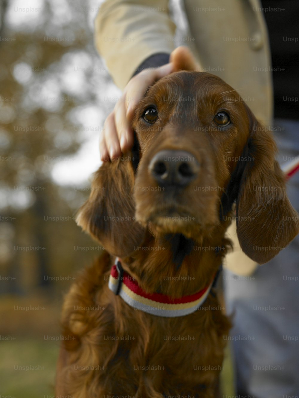 a brown dog with a red collar standing next to a person