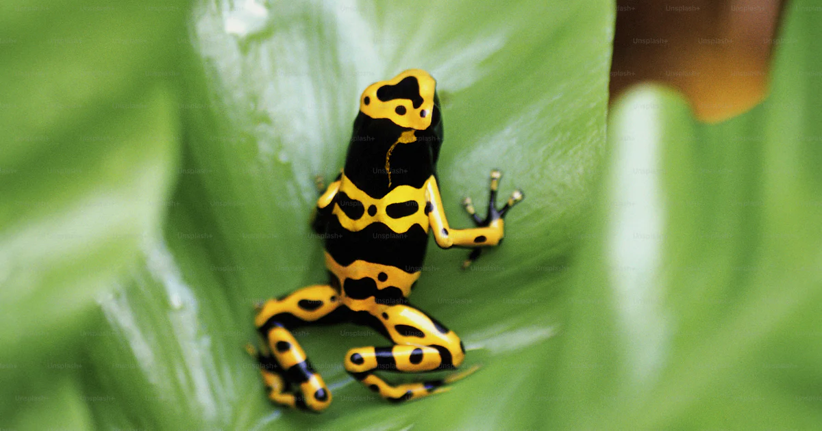 Foto Um sapo amarelo e preto sentado em cima de uma folha verde ...