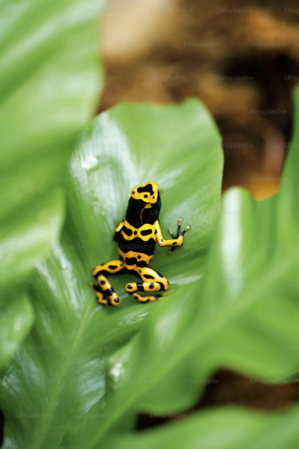 ein gelber und schwarzer Frosch, der auf einem grünen Blatt sitzt