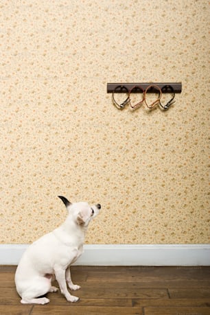 眼鏡をかけた壁の前に座��っている白い犬