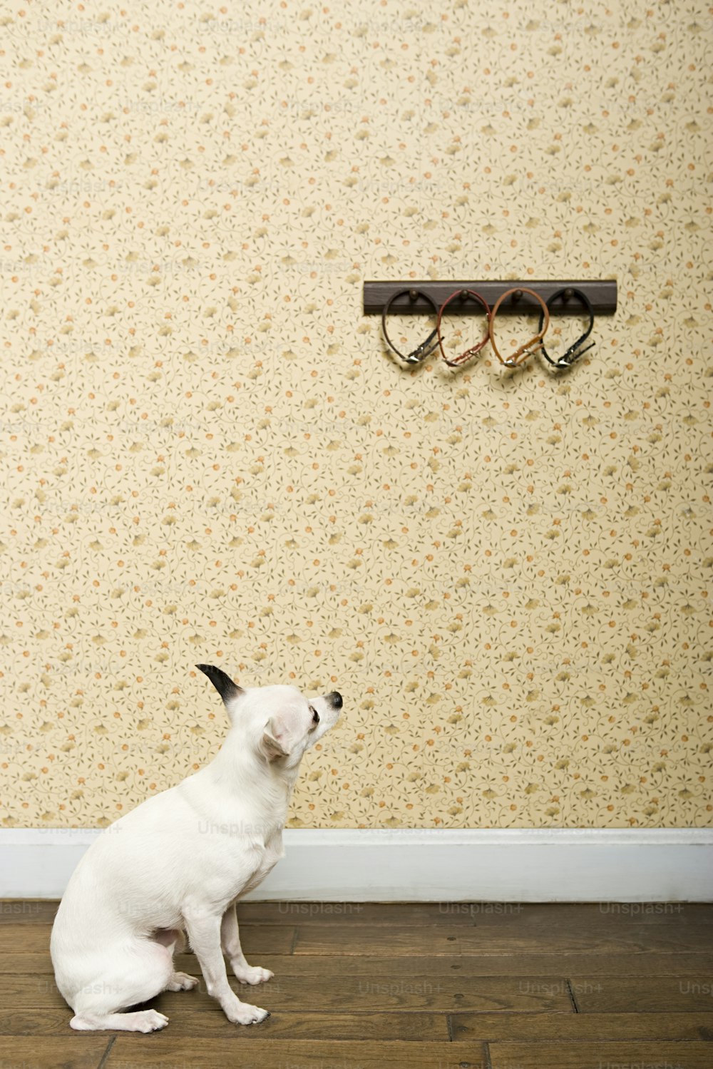 a white dog sitting in front of a wall with a pair of glasses on it