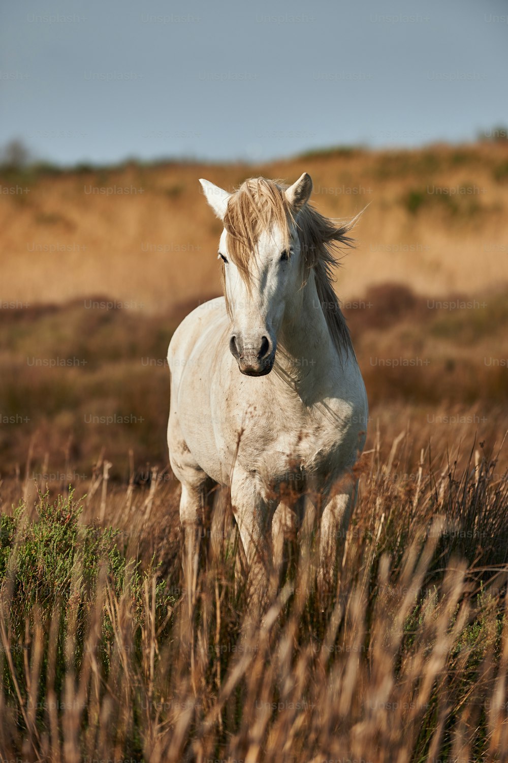 Uno stallone bianco della Camargue fotografato frontalmente e verticalmente