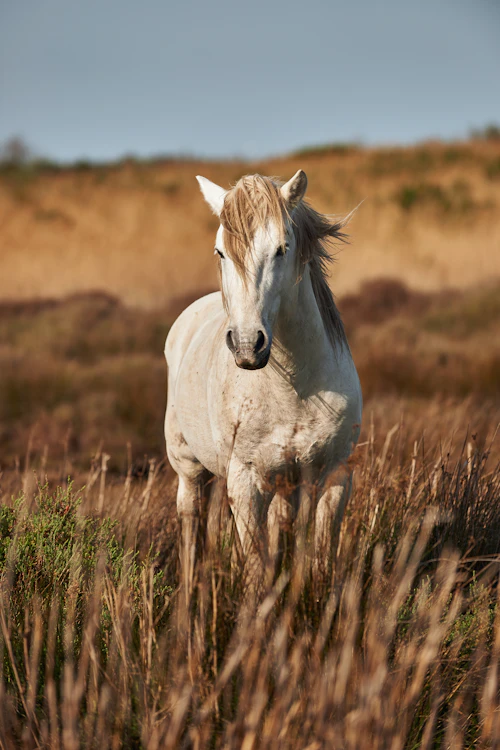 Lusitano da Mantiqueira
