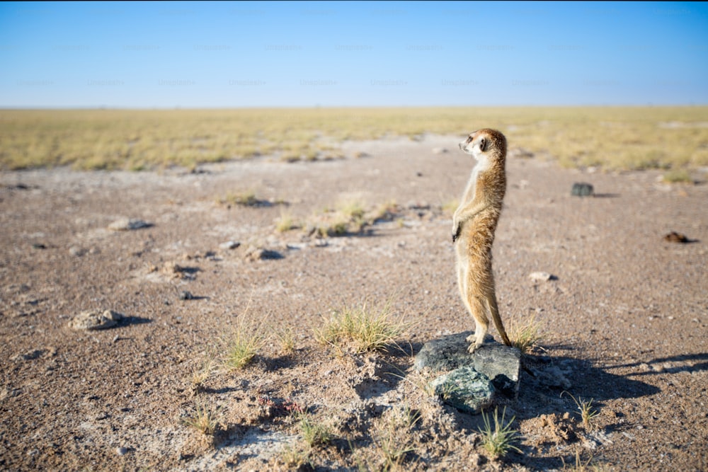 Meerkat in the open veld