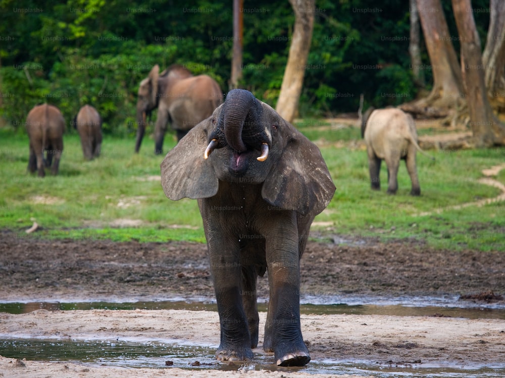 Elefante de bosque bebiendo agua de una fuente de agua. República Centroafricana. República del Congo. Reserva Especial Dzanga-Sangha. Una excelente ilustración.