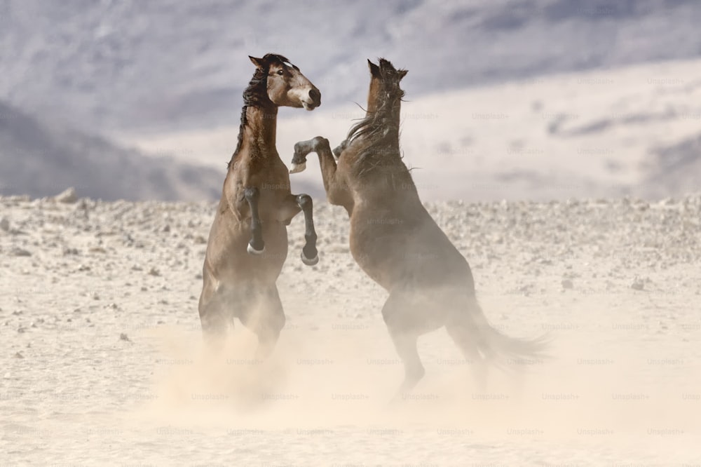 Dois cavalos selvagens do deserto lutando