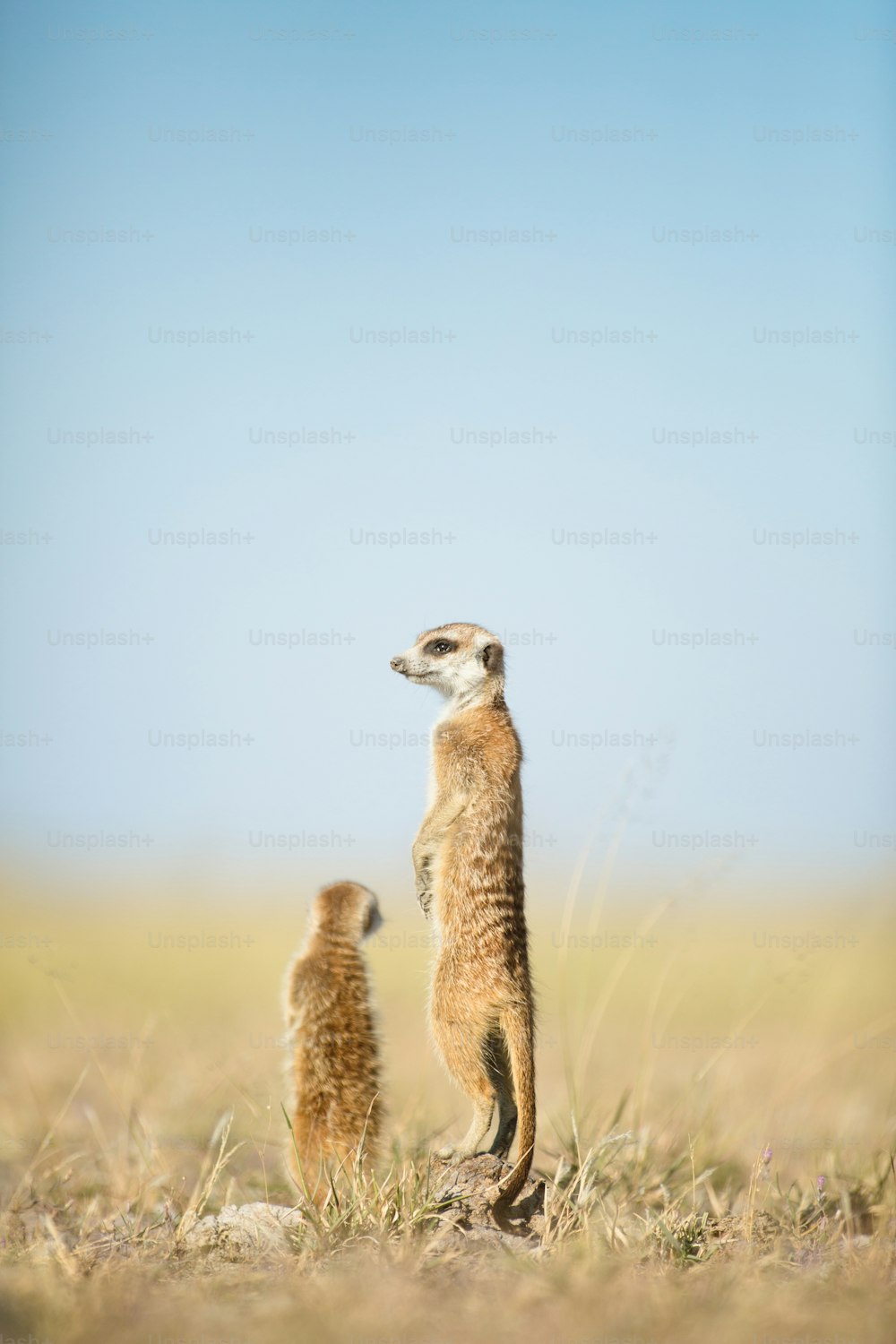 Meerkat in the open veld