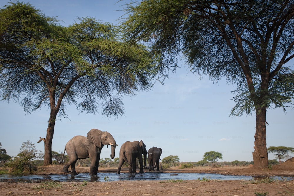 Elefanti in una pozza d'acqua