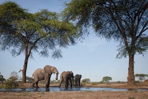 Éléphants à un point d’eau