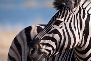 zebra look