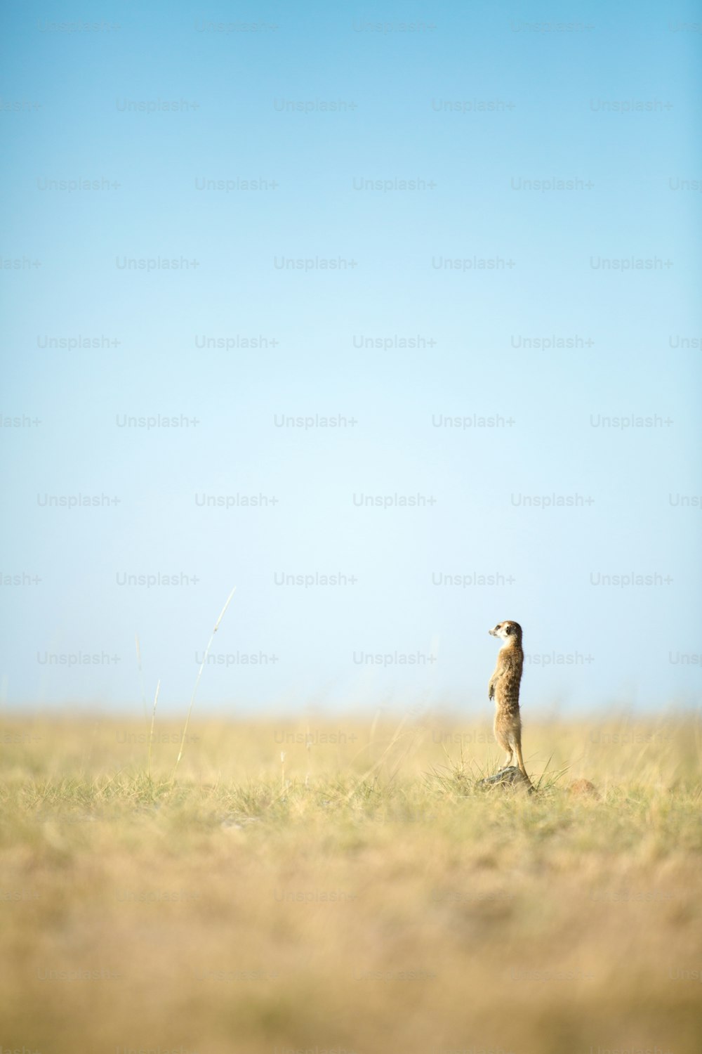 Meerkat in the open veld