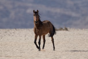 Cheval sauvage du désert de Namibie.