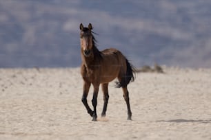 Wild Namibian desert horse.