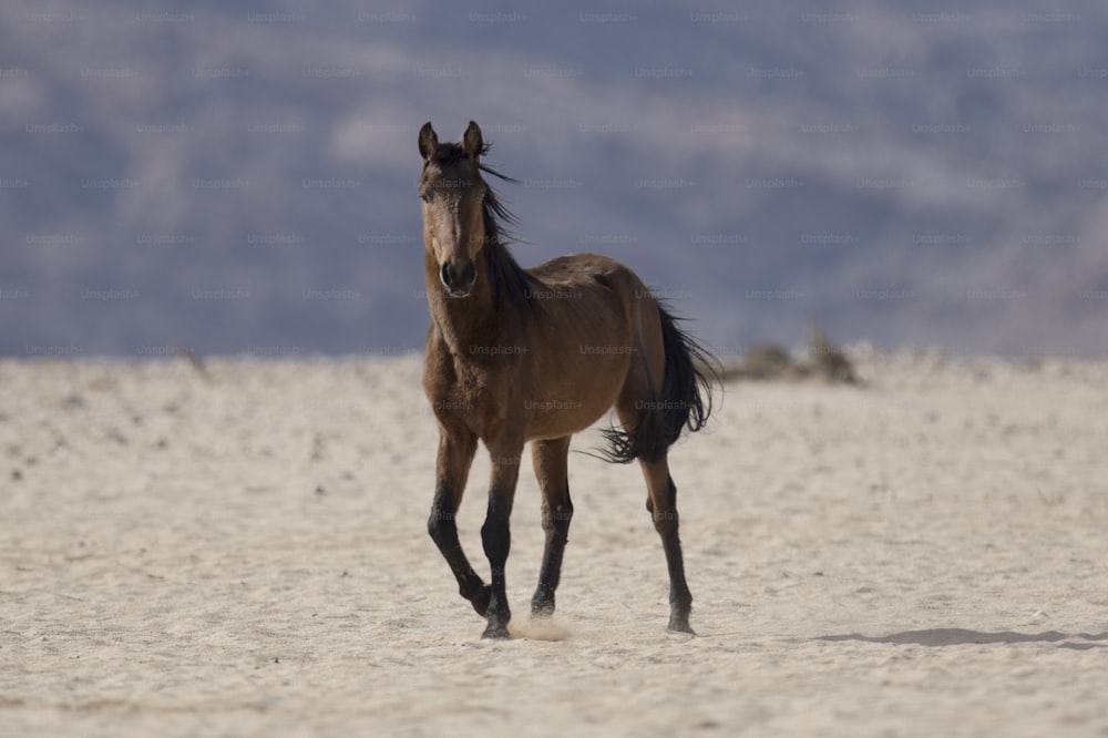 野生のナミビアの砂漠の馬。