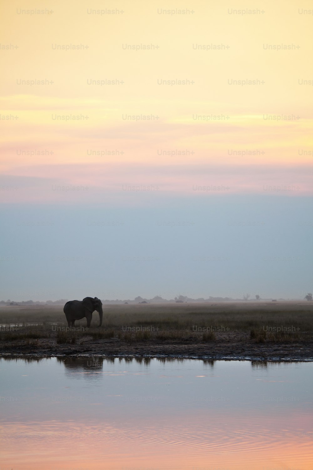 Elefante junto al río