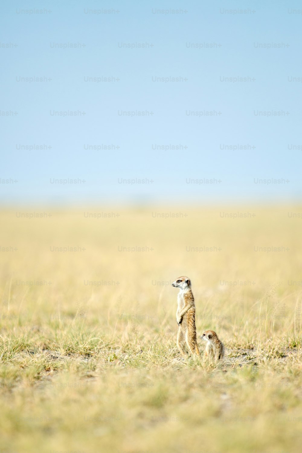 Meerkat in the open veld