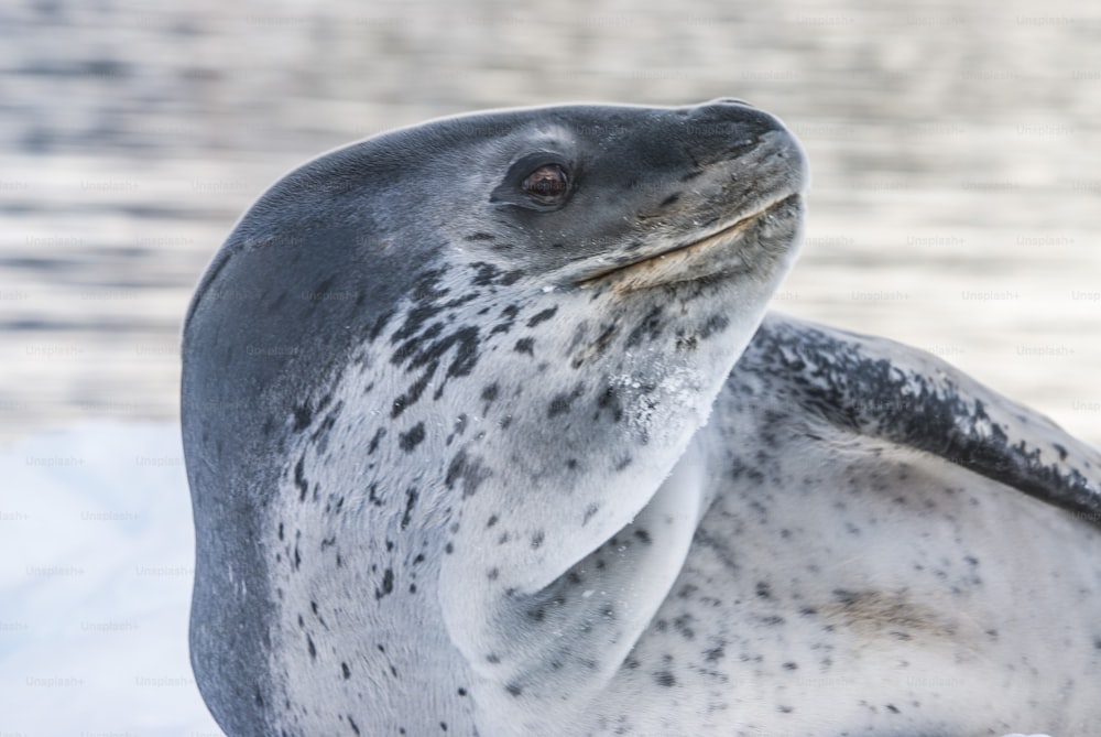 Una foca leopardo in Antartide