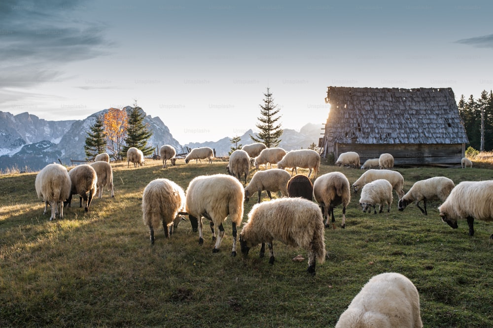 Flock of sheep grazing in a hill at sunset.